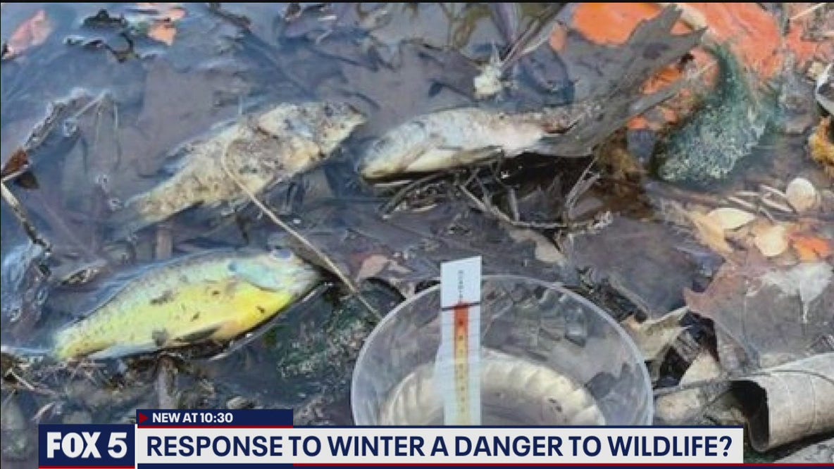 Response to winter a danger to wildlife?